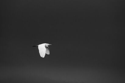 Flight without shadow  - a Photographic Art Artowrk by Pancho
